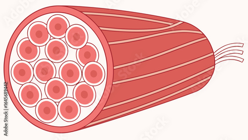 Crosssection of a Muscle Fiber Bundle Showing Individual Muscle Fibers and Endomysium.