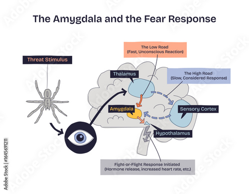 Amygdala and the fear response shows a brain, eye, and spider illustrating how threats trigger the amygdala and initiate fight-or-flight. Doodle style diagram