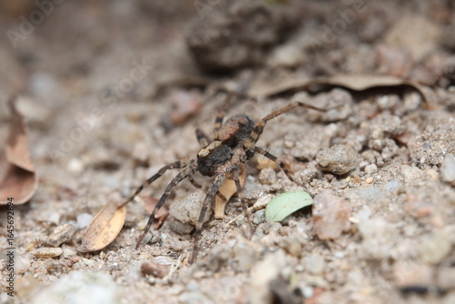 The Thin-legged Wolf Spider (Pardosa milvina) is a member of the Lycosidae family, characterized by long slender legs and brown camouflage patterns. 