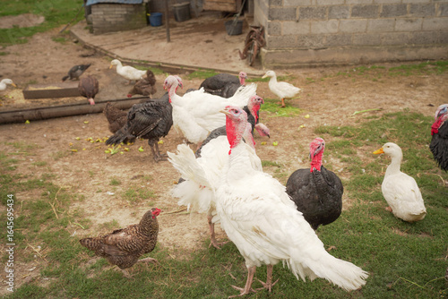 chicken, bird, rooster, farm