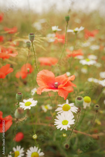 poppy, flower, field, nature, summer, r