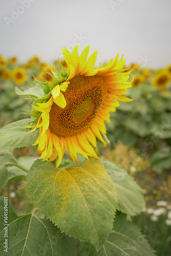 sunflower, flower, nature, summer, yellow
