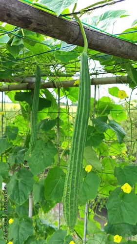 Wallpaper Mural Green angled gourd hanging on the vegetable trellis Torontodigital.ca