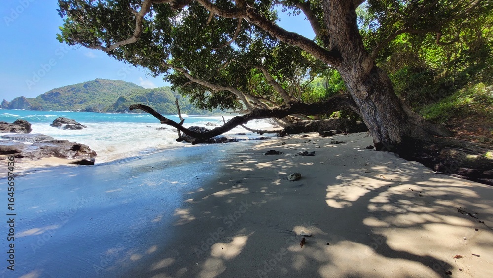 tree on the beach tree on the beach