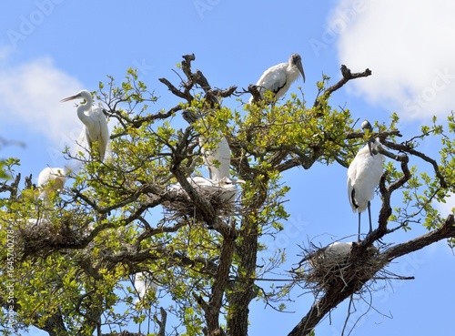 Tropical birds nesting at the marshland