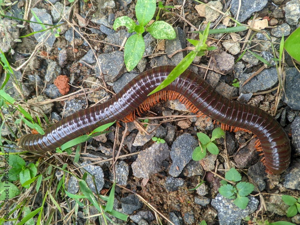 Obraz premium Milipede in the forest