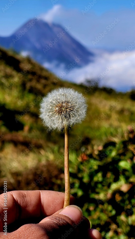 Fototapeta premium dandelion in hand