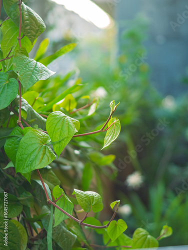 Fresh green betel leaves growing on a vine with sunlight shining in the background, creating a natural and vibrant scene of tropical foliage.