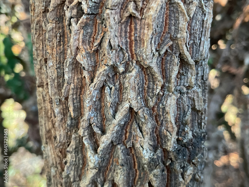 Young trunk, bark of the Indian Jujube (Ziziphus mauritiana) tree trunk