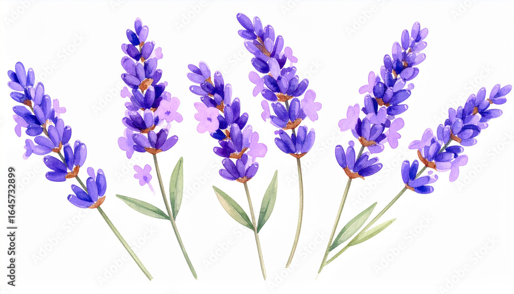 Naklejka premium Watercolor painting of lavender sprigs, gentle lilac splashes. Botanical artwork. Hand drawn art.