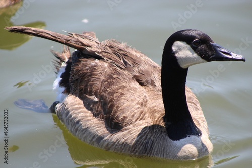 Canada goose swimming