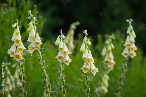 Photos Closeup Digitalis grandiflora known as yellow foxglove Yellow foxglove flower, Digitalis grandiflora