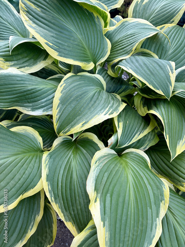Close-up of Hosta (Plantain Lily) variety ‘Yellow River’ with green leaves and yellow-green margins blooming, forming a lush background texture in garden greenery.