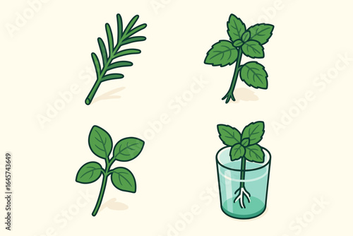 Herbal plant illustration set — rosemary, mint, basil cuttings and propagation in glass with roots — fresh culinary herbs vector