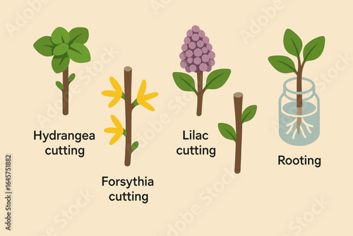Woody shrub cuttings icons set – plant propagation, gardening tools, horticulture, simple line style