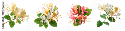 Set of honeysuckle flower isolated on transparent background.