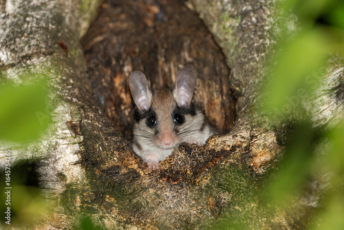 Ein Gartenschläfer schaut aus einer natürlichen Baumhöhle