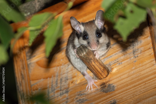 Portrait eines jungen Gartenschläfers mit Blick zur Kamera