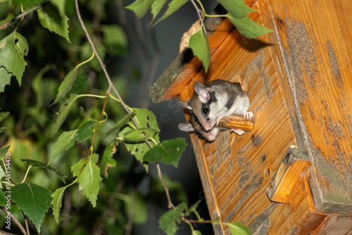 Zwei kleine Gartenschläfer Kinder schauen aus einem Vogelhäuschen 