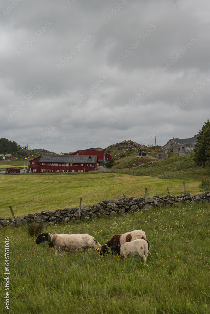 Obraz premium Sheep Grazing in a Green Field on Utsira Island, Norway
