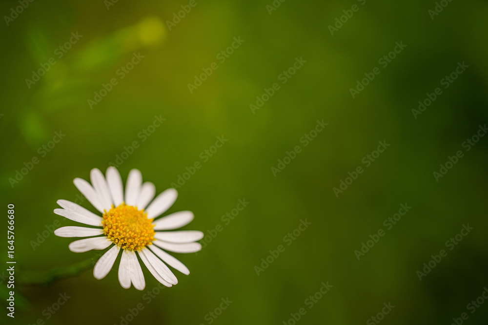 Obraz premium 野原に咲くハルジオンの白い花