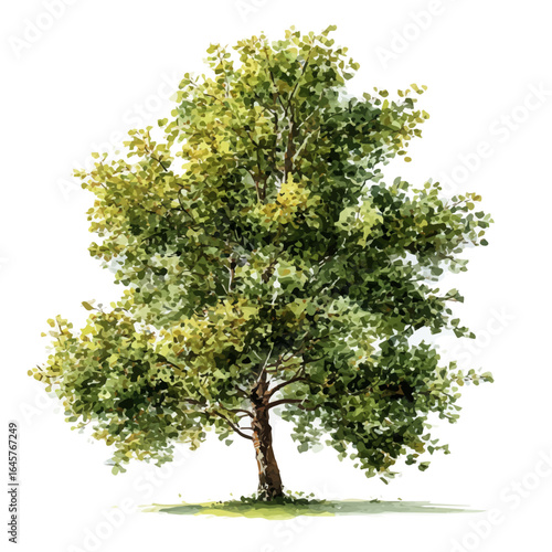 Watercolor vector illustration of Alder Tree, isolated on white background.