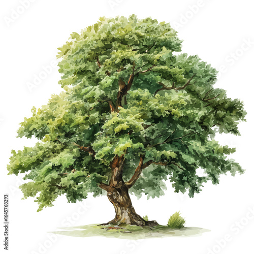 A watercolor painting of Beech Tree, vector illustration on white background.