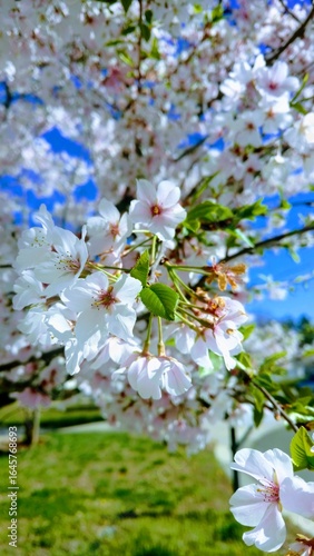 Peach blossoms in morning light, delicate white and pink petals, fresh green leaves, soft blue sky, vibrant spring scene capturing nature’s fleeting beauty and calm renewal.