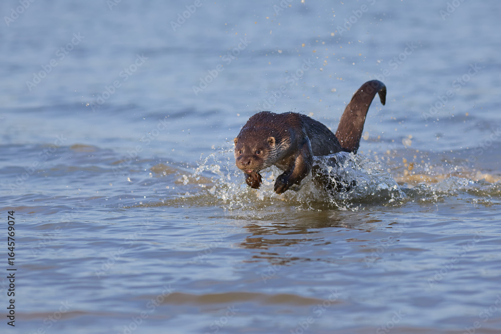 Fototapeta premium A river otter comes to shore