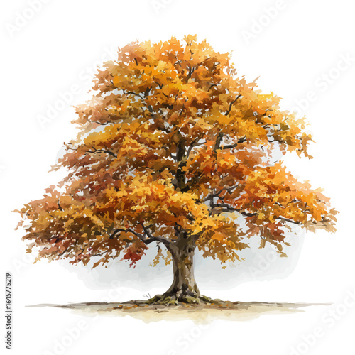 Beech Tree, watercolor painting, vector illustration, isolated on a white background.