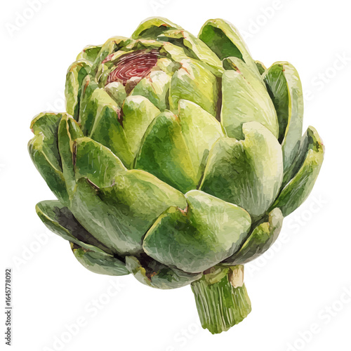 Artichoke in watercolor style, vector illustration, isolated on white background.