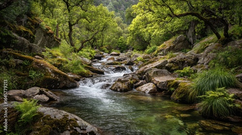 Serene Stream Flowing Through Lush Green Forest Landscape