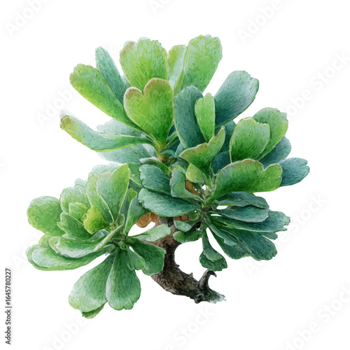 Split Rock Succulent, watercolor painting, vector illustration, isolated on a white background.