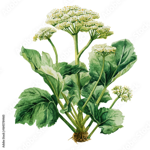 Angelica, watercolor painting, vector illustration, isolated on a white background.