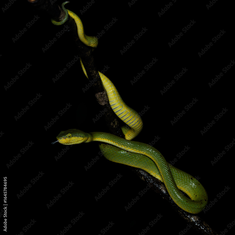 Obraz premium Bamboo pit viper with tongue out, Snake, Matheran, Western ghats, India