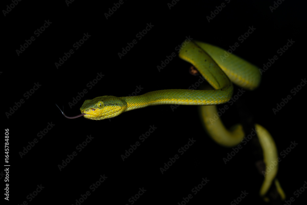 Fototapeta premium Bamboo pit viper with tongue out, Snake, Matheran, Western ghats, India