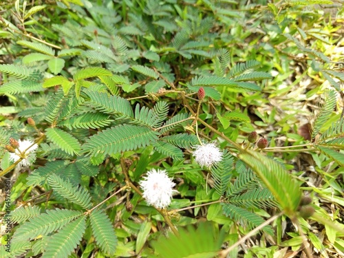 Tableau sur toile sensitive plant shameplant Mimosa Pudica Linn