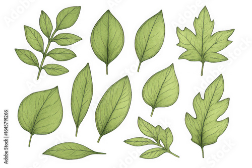 Collection of various green leaves isolated on transparent background