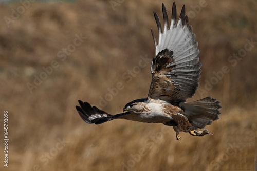 osprey in flight