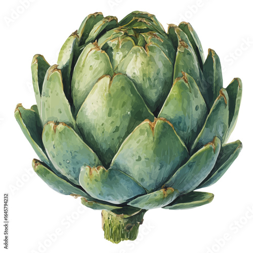 Artichoke Agave in watercolor style, vector illustration, isolated on white background.