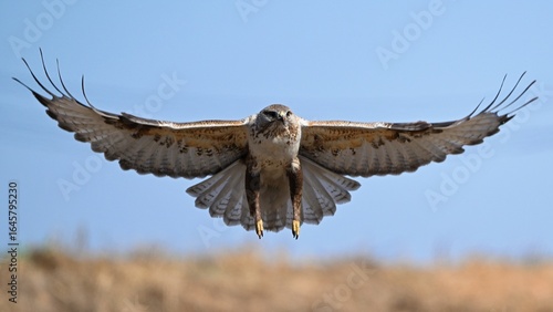 Tableau sur toile red tailed hawk