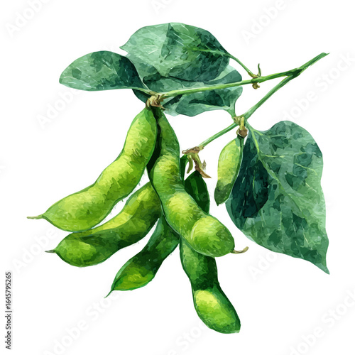 Soybean, watercolor painting, vector illustration, isolated on a white background.
