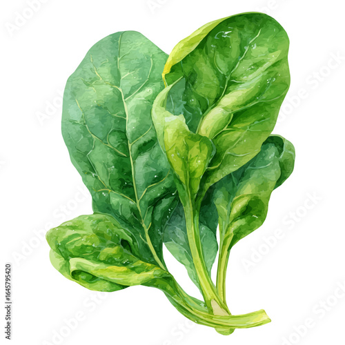 Spinach in watercolor style, vector illustration, isolated on white background.