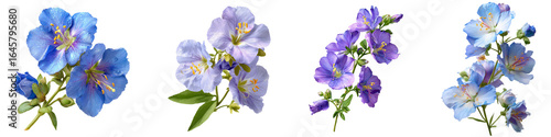 Jacobs ladder flower isolated on transparent background.