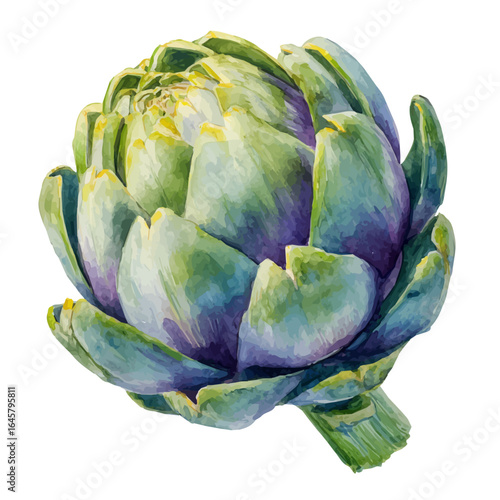 Watercolor vector illustration of Artichoke, isolated on white background.