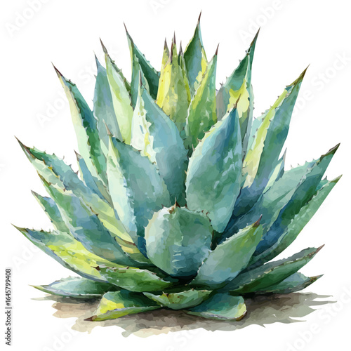 Watercolor vector illustration of Agave, isolated on white background.