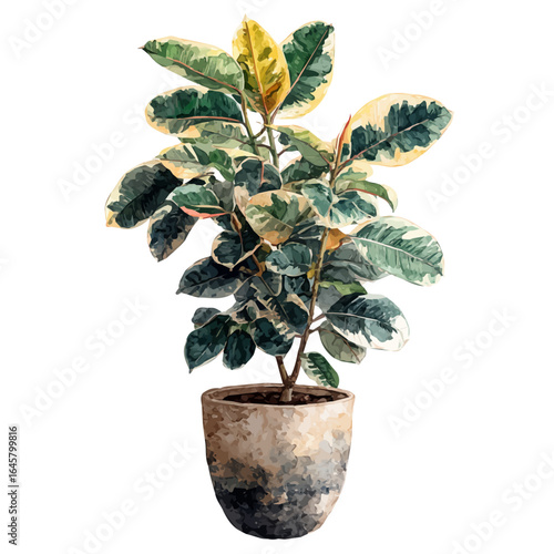 Photos A watercolor painting of Variegated Rubber Plant, vector illustration on white background