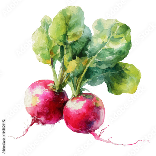 Watercolor vector illustration of Radish, isolated on white background.