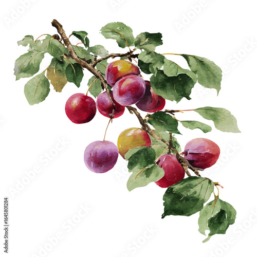 A watercolor painting of Plum Tree, vector illustration on white background.
