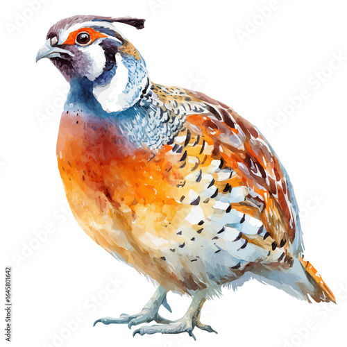 A watercolor painting of Quail, vector illustration on white background.